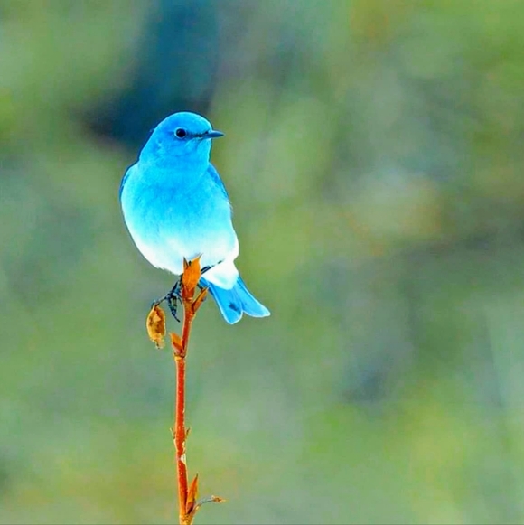 Meet your Posher - Picture 1 of 1